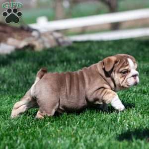 Marina Mocha, English Bulldog Puppy